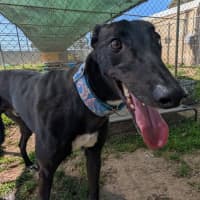 Photo of Tang Mo The Greyhound
