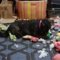 Photo of Bearboo And Melli