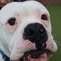 Photo of Mr. Fancy Face 