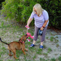 Photo of Lilly (Was Lolly)