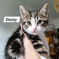 Photo of Daisy