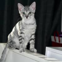 Photo of Pumba