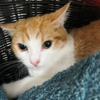 Photo of Little Boss 