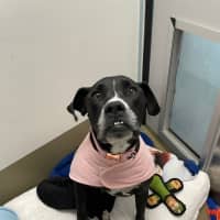 Photo of Bonnie