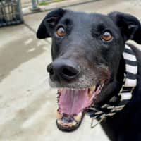 Photo of Snuffleupagus The Greyhound