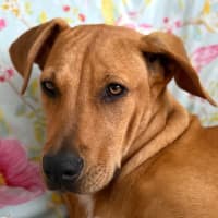 Photo of Brittany *$250 Adoption Fee*