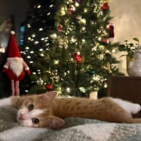 Photo of Pickle