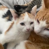 Photo of Lyla **2nd Chance Cat Rescue**