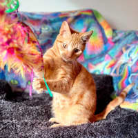 Photo of Boris   In Foster Care In Templestowe