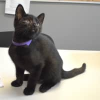 Photo of Kedi