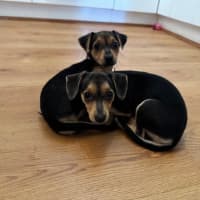 Photo of Nala, Brandy And Cookie