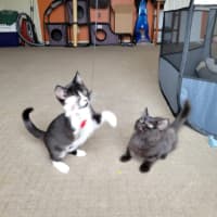 Photo of Boots   Located In Deer Park