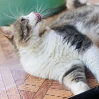 Photo of Maestro 