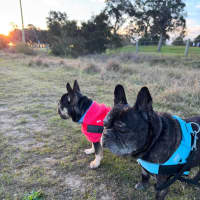 Photo of Pablo & Frankie    8 & 4 Yo French Bulldog