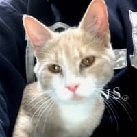 Photo of Creamy Alfredo