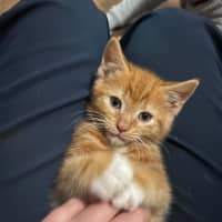 Photo of Cheetoh