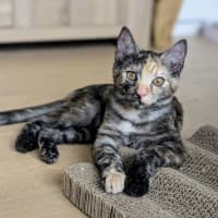 Photo of Willow & Dream 