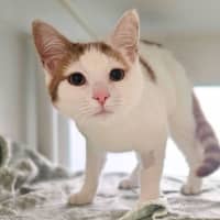 Photo of Cheesecake