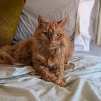 Photo of Simba