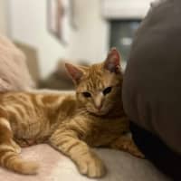 Photo of Gigi   Located In Frankston