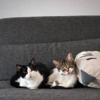 Photo of Amelia & Georgie   In Foster Care In Northcote