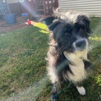 Photo of Alfie