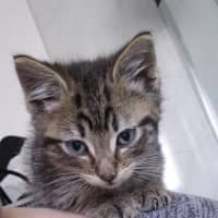 Photo of Lynx 