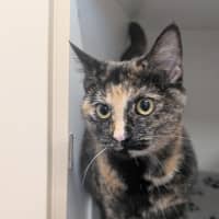 Photo of Yzma