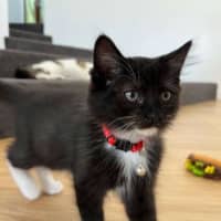 Photo of Popeye