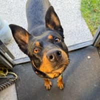 Photo of Winston