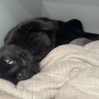 Photo of Apollo