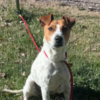 Photo of Roscoe