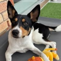 Photo of Beau   20 Month Old Border Collie X Cattle Dog