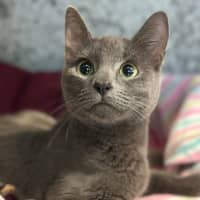 Photo of Melody