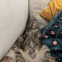 Photo of Parsnip