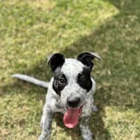 Photo of Willow