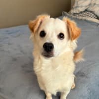 Photo of Whisky