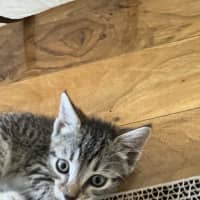 Photo of Jackson   Available 5/1/2026