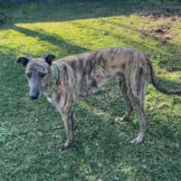 Photo of Tyson, The Greyhound