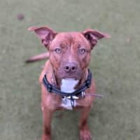 Photo of Roxy