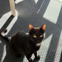 Photo of Macavity