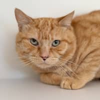 Photo of Clancy