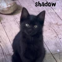 Photo of Shadow