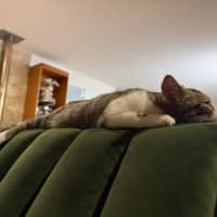 Photo of Cleo
