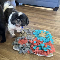 Photo of Piper💖7yo, Shih Tzu Girl (On Trial 14/9/25)