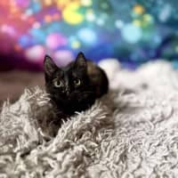 Photo of Vangel   Located In East Brunswick