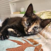 Photo of Cookie
