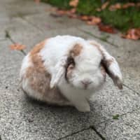 Photo of Prince Harry