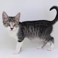 Photo of Lovebug