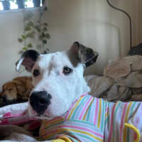 Photo of Scruffy   7 Month Old Wolfhound X